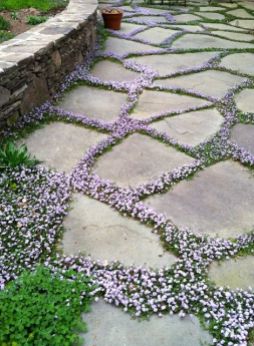 sweet-garden-path-ground-cover